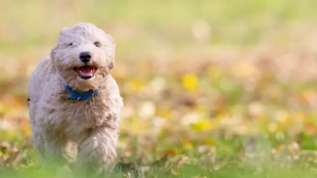 A brown dog sprinting across a grassy field toward its owner