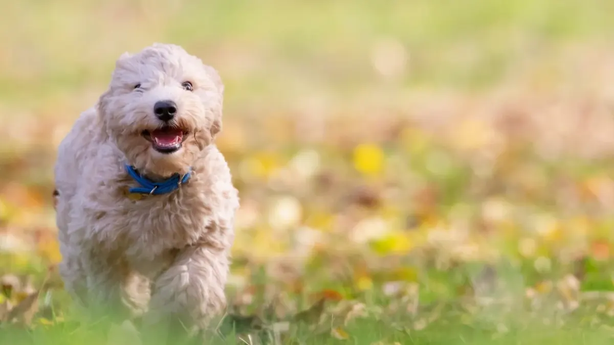 A brown dog sprinting across a grassy field toward its owner