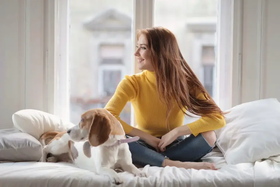 A calm dog resting on a bed while an owner mists a calming spray onto nearby bedding