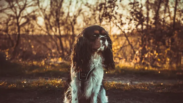 A Cavalier King Charles Spaniel and a Cocker Spaniel sitting together on grass