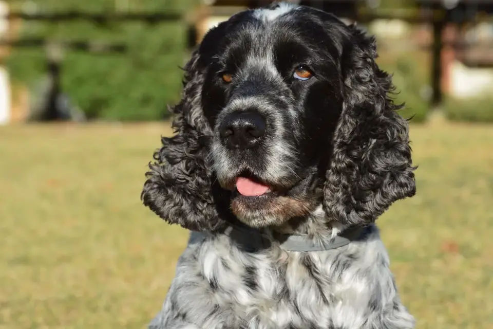 A cocker spaniel with long floppy ears standing near lake water