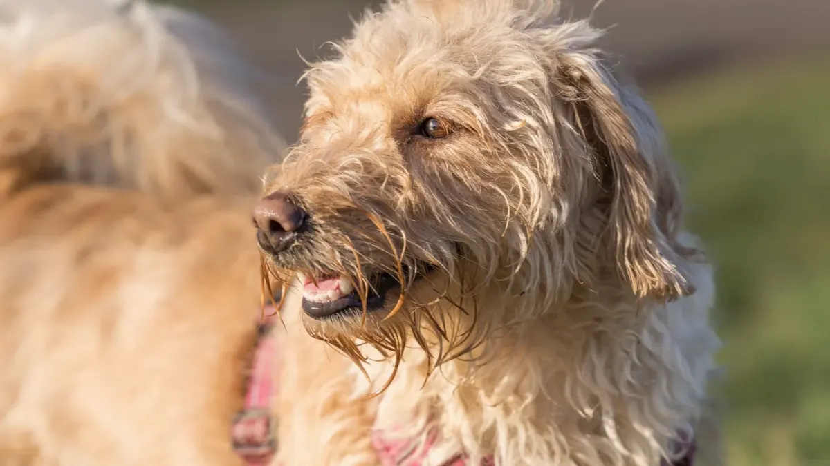 A cream-coated Labradoodle and an apricot Goldendoodle standing side by side on a lawn