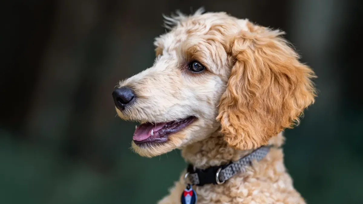A curly-coated apricot poodle standing on a grooming table while being brushed