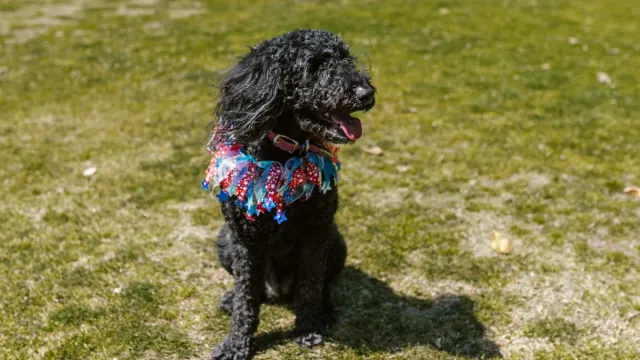 A curly cream Goldendoodle and a black Standard Poodle sitting together on grass
