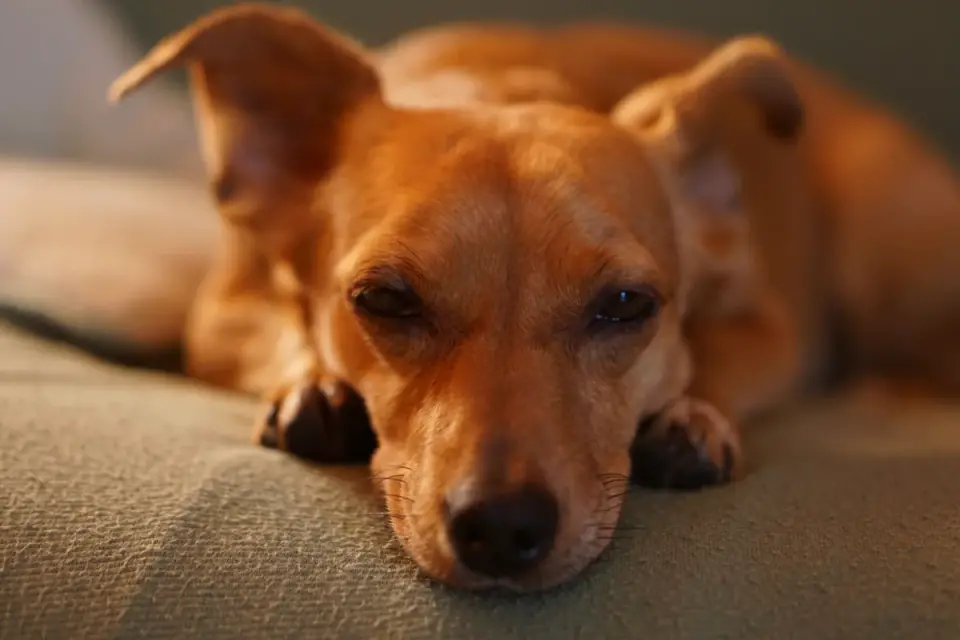 A dachshund resting in a padded crate during recovery from a back injury