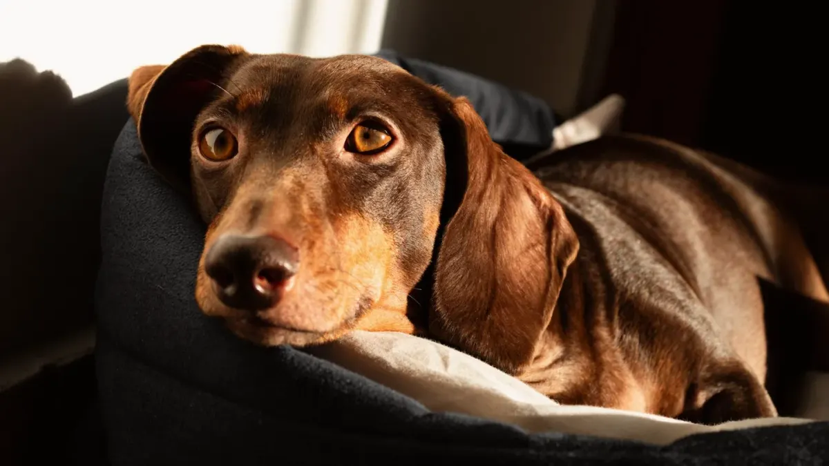 A dachshund walking up a low-angle ramp toward a couch