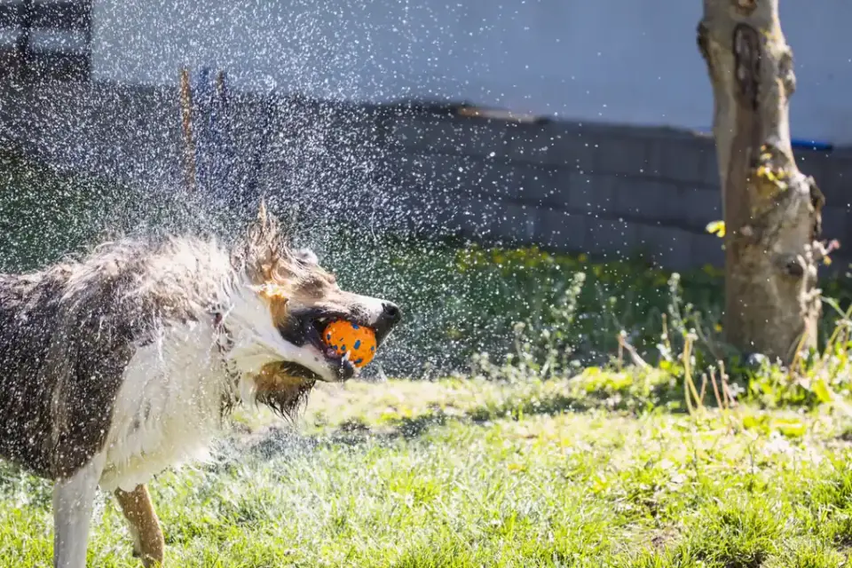 A dog being rinsed with a handheld sprayer during a bath