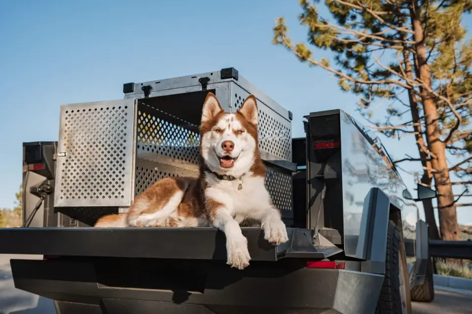 A dog crate secured with tie-down straps in the cargo area of a car