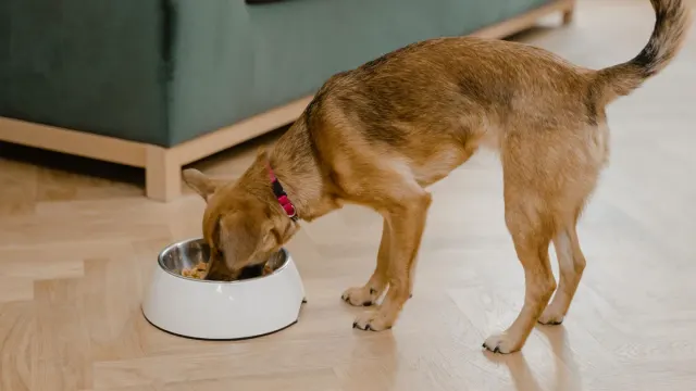 A dog eating a meal from a bowl