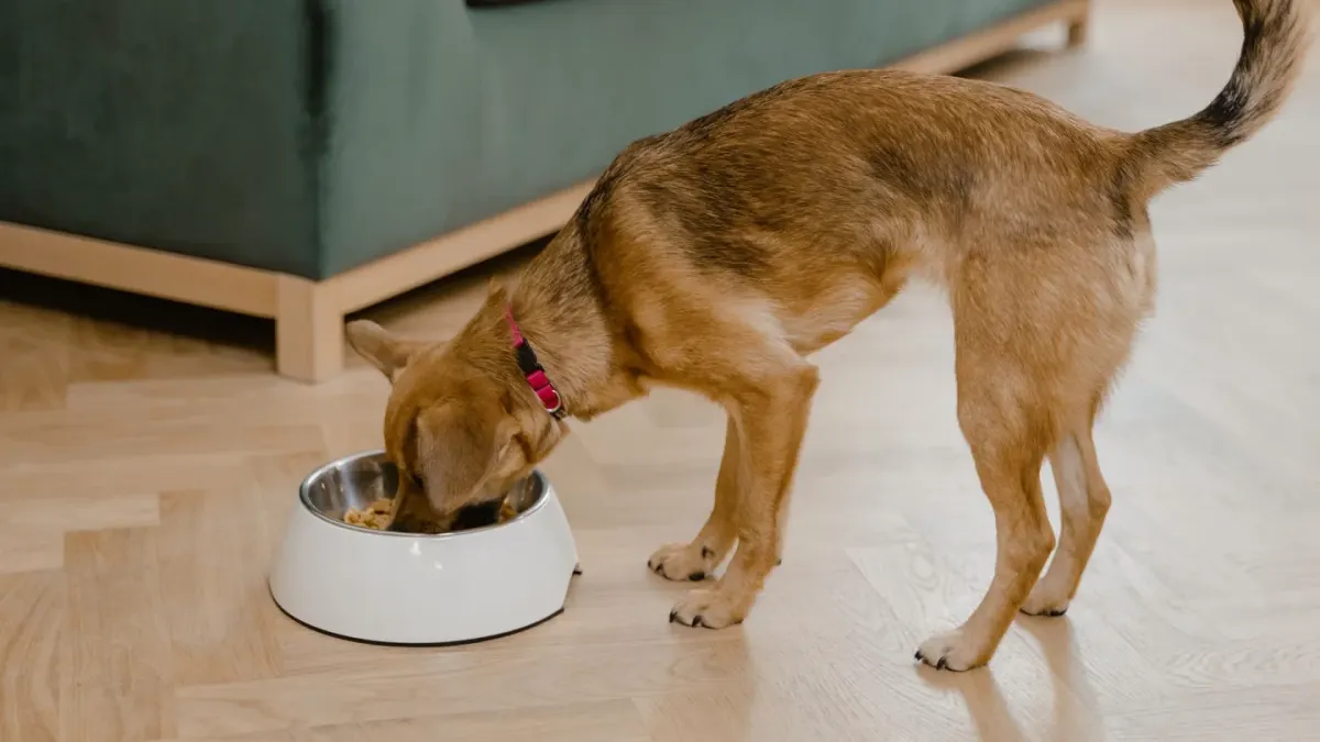 A dog eating a meal from a bowl