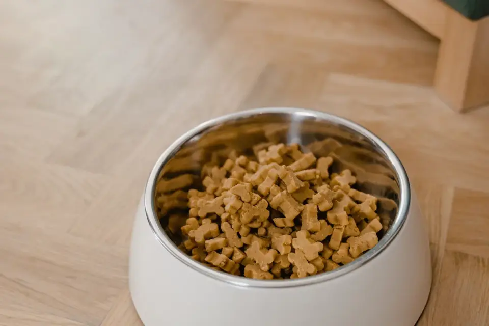 A dog food bowl prepared for a meal
