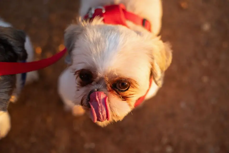 A dog looking away and licking its lips while an unfamiliar person stands nearby