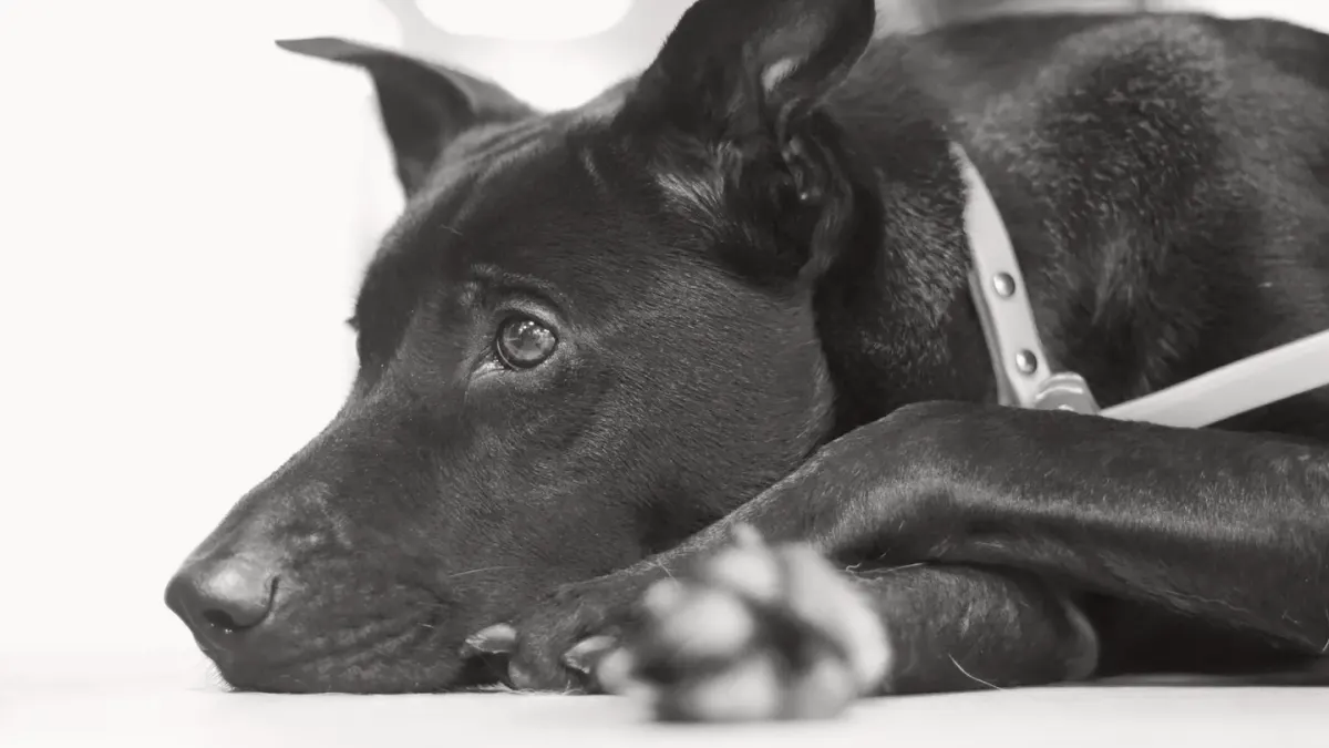 A dog lying calmly on a rug near a small bowl of herbal supplement powder