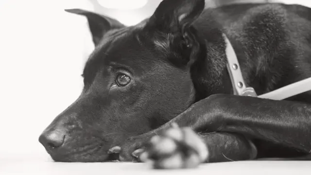 A dog lying calmly on a rug near a small bowl of herbal supplement powder