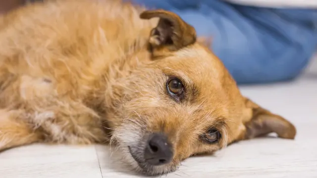 A dog lying low on a hallway floor with ears back during a storm