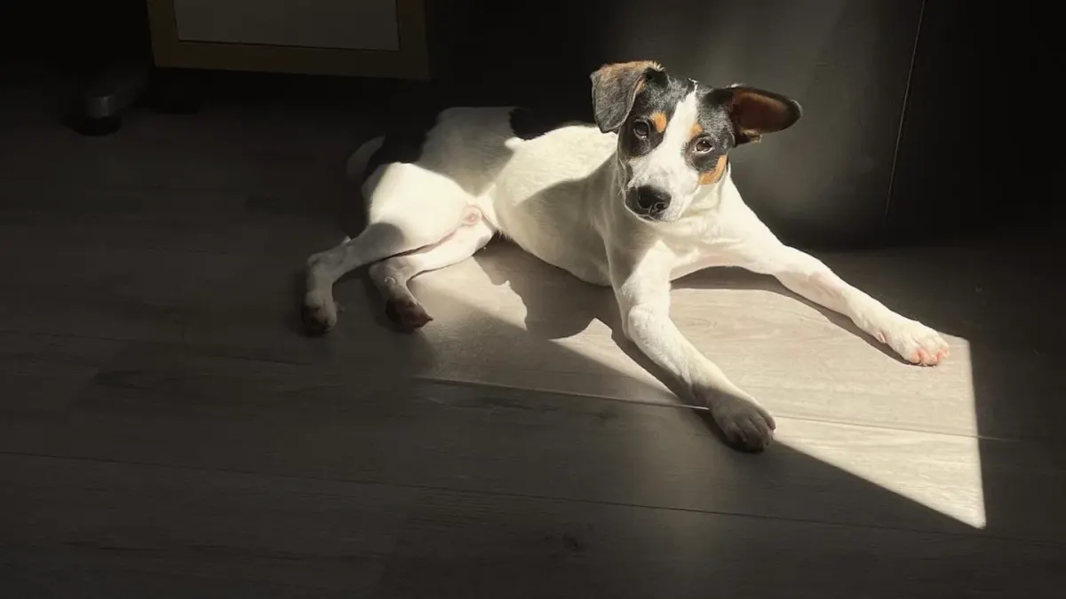 A dog lying near a mostly full food bowl, not eating