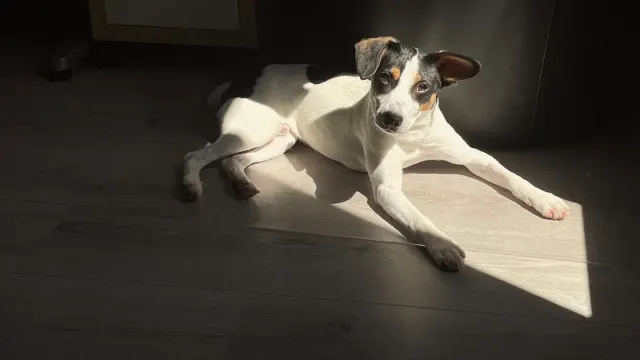 A dog lying near a mostly full food bowl, not eating