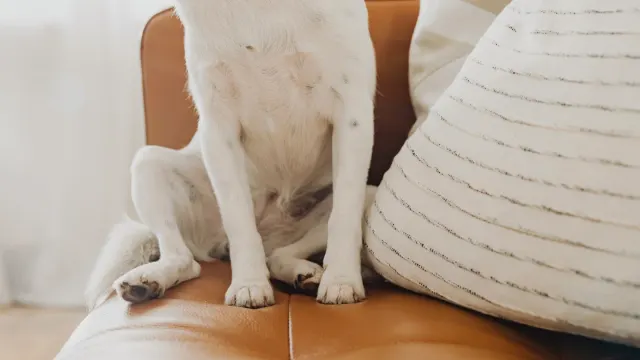 A dog lying on a couch mid-chew on a fabric cushion corner