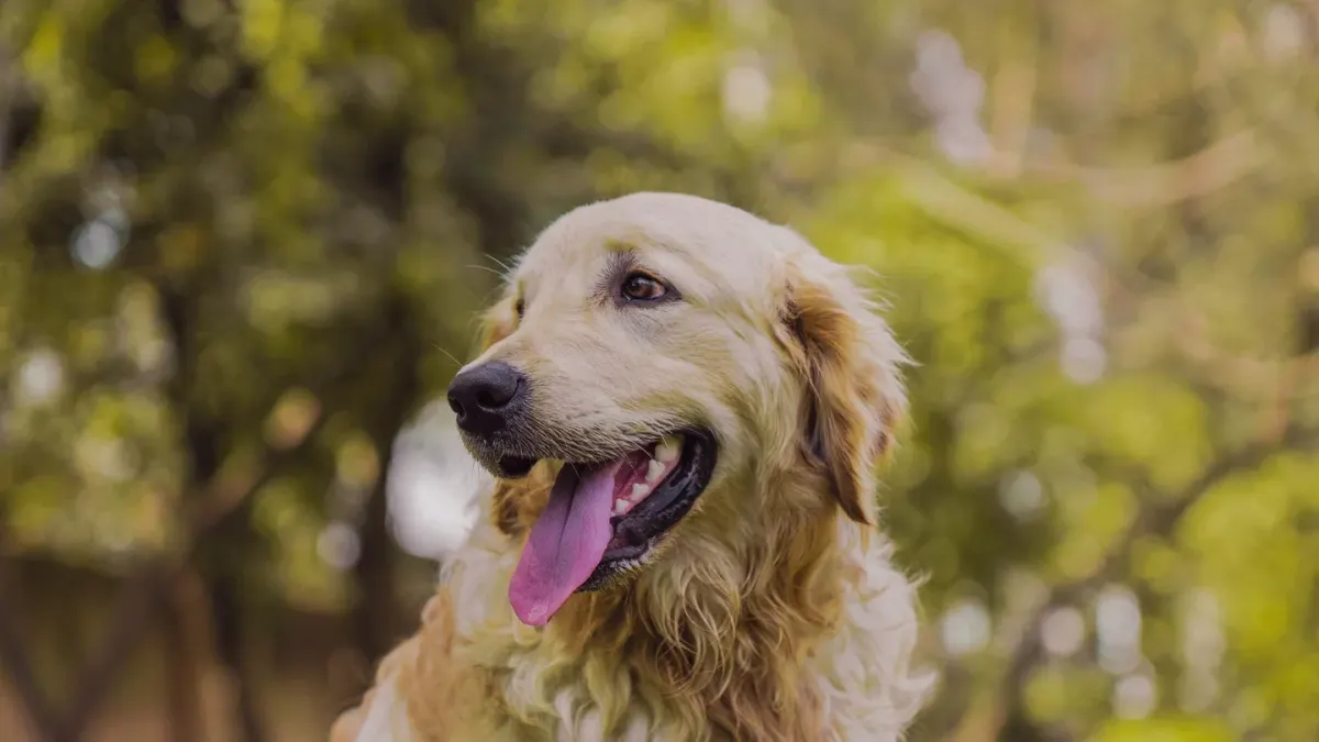 A dog owner gently working a slicker brush through a matted patch of fur near a dog's shoulder