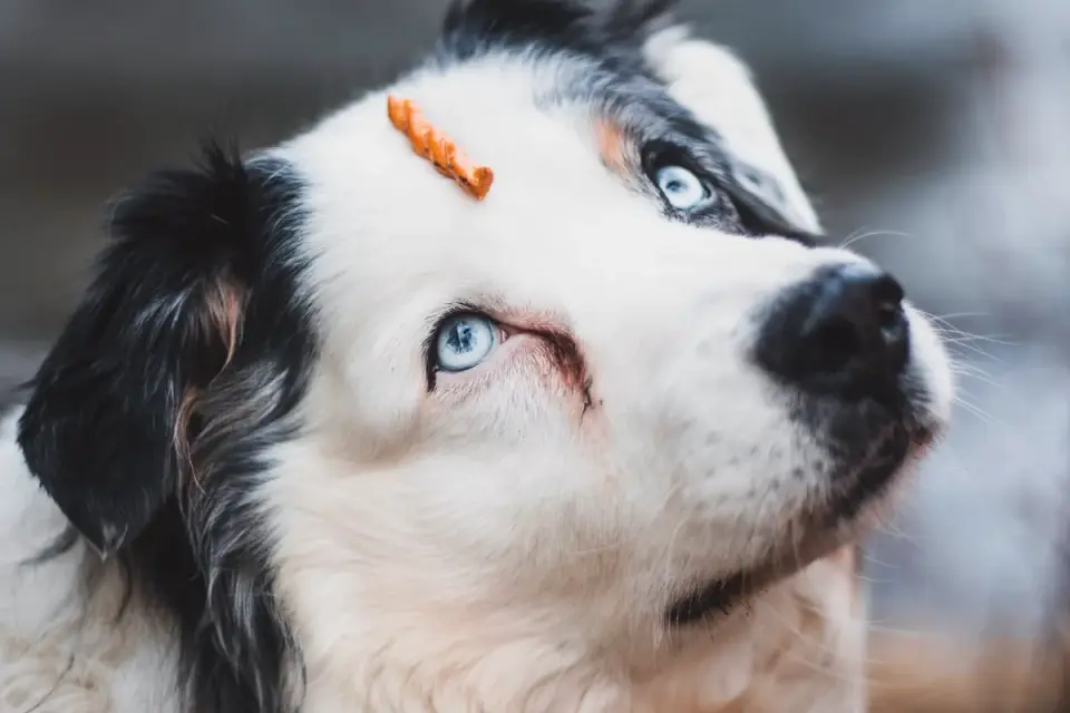 A dog owner handing a calming chew to a nervous-looking dog before a car ride