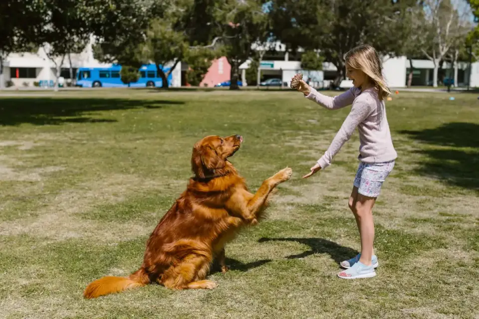 A dog owner kneeling in a backyard, marking a puppy&#x27;s sit with a treat in hand