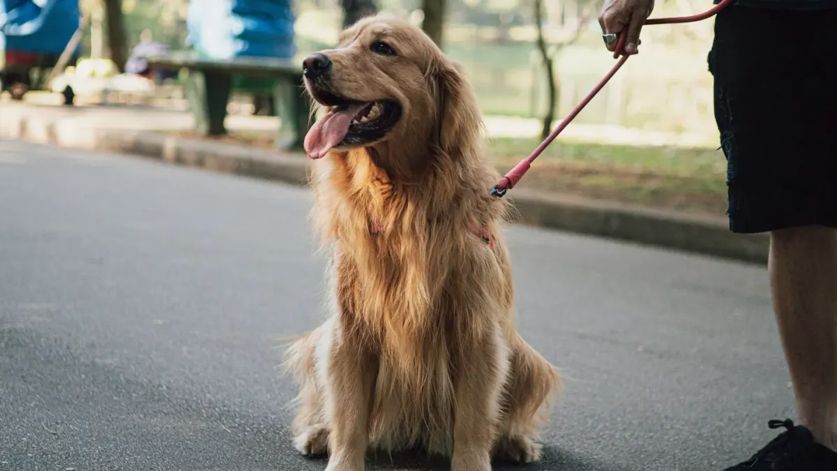 A dog owner kneeling to brush a golden retriever's coat on a kitchen floor