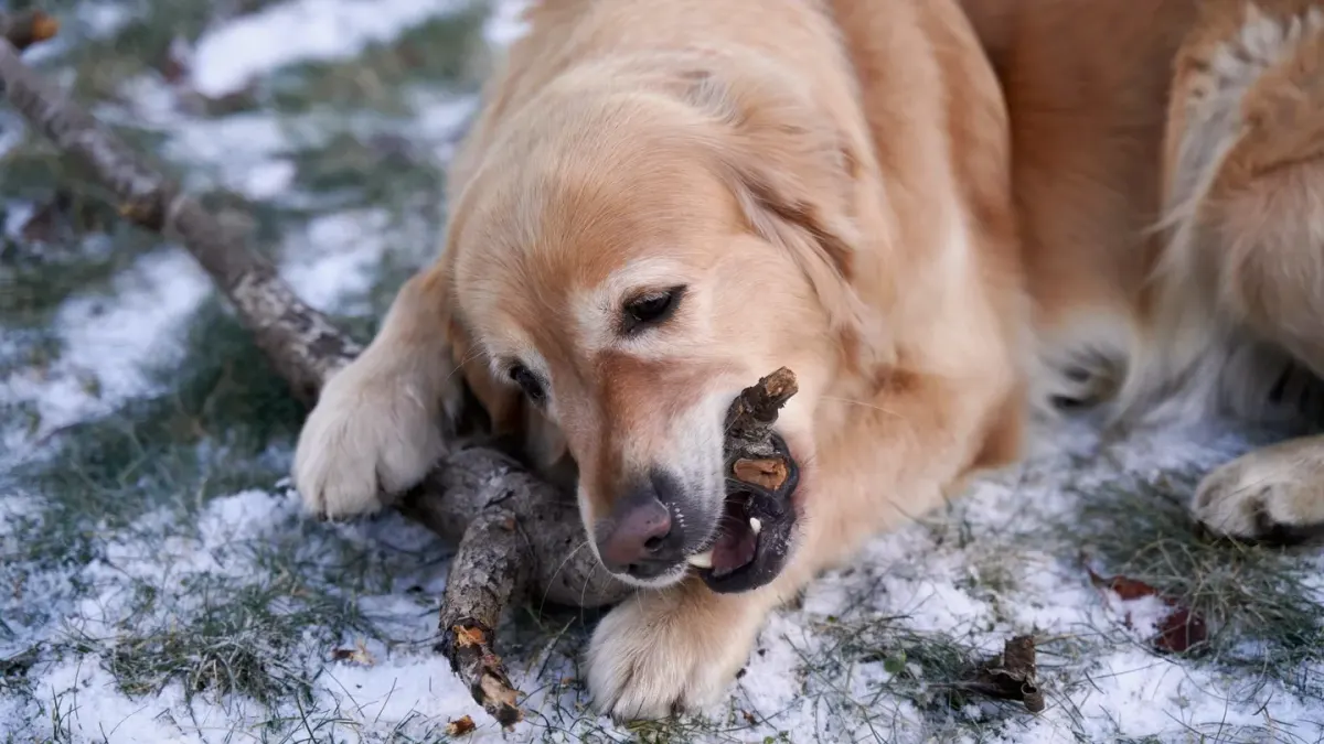 A dog owner offering a soft chew supplement to a golden retriever in a kitchen