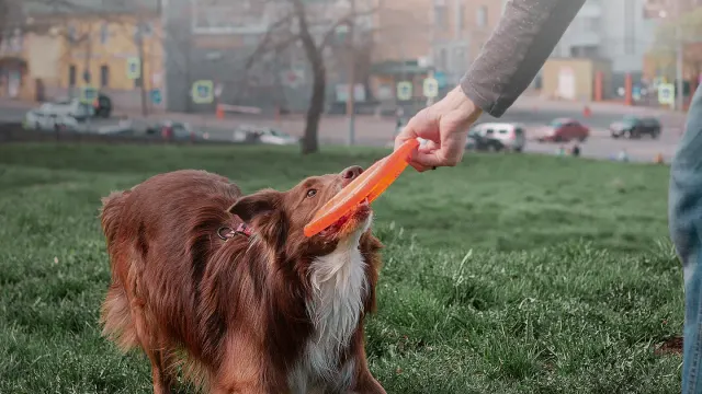 A dog owner rewarding a dog with a tug toy during an outdoor training session