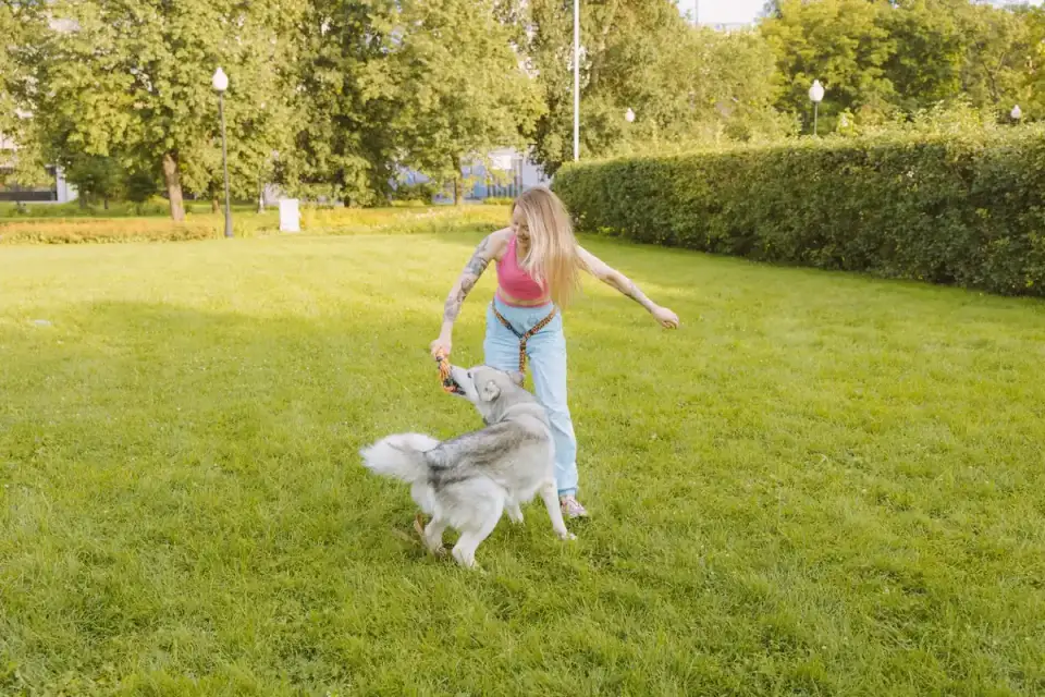 A dog owner rewarding a dog with a tug toy during an outdoor training session