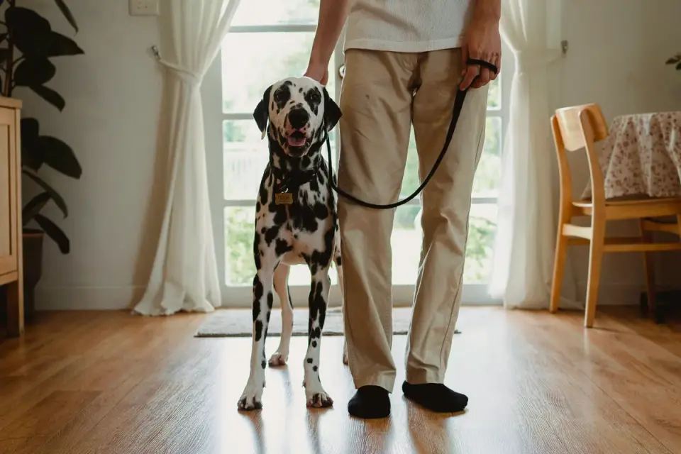 A dog owner sitting calmly with their dog on a leash in a veterinary clinic waiting area