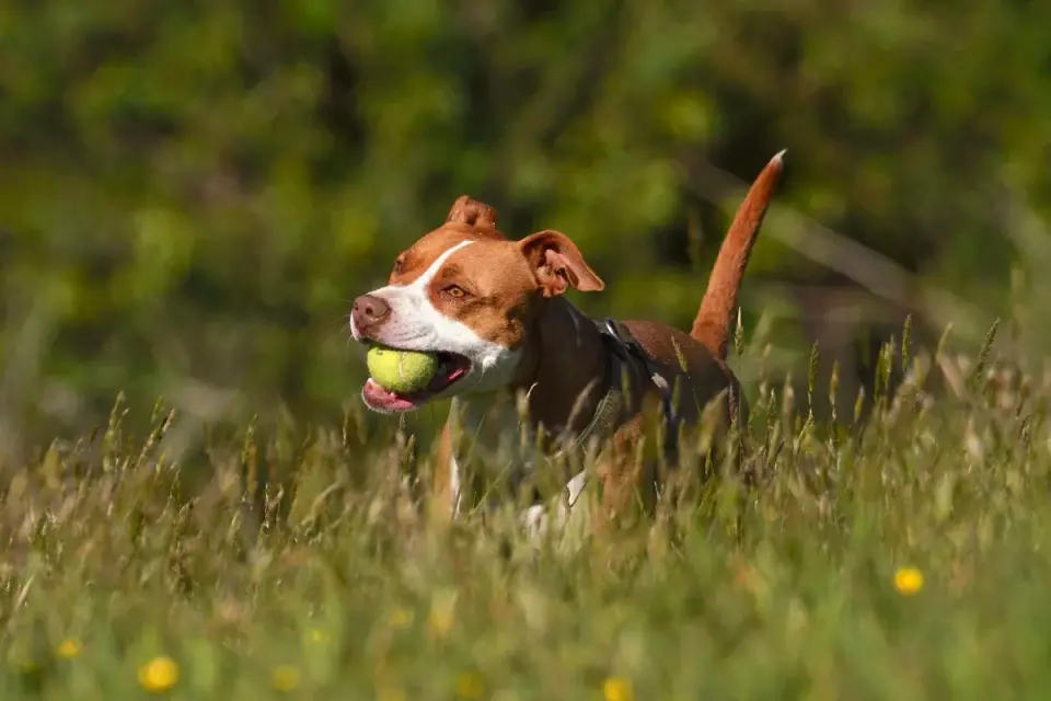 A dog owner throwing a ball for an energetic senior dog in a backyard