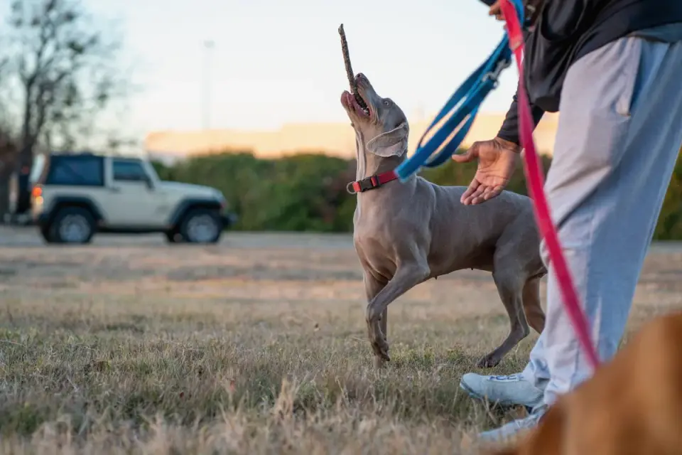 A dog owner using a clicker in one hand while reaching into a treat pouch with the other
