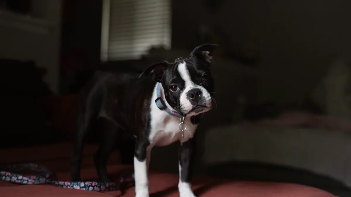 A dog pacing at the foot of a bed in dim evening light