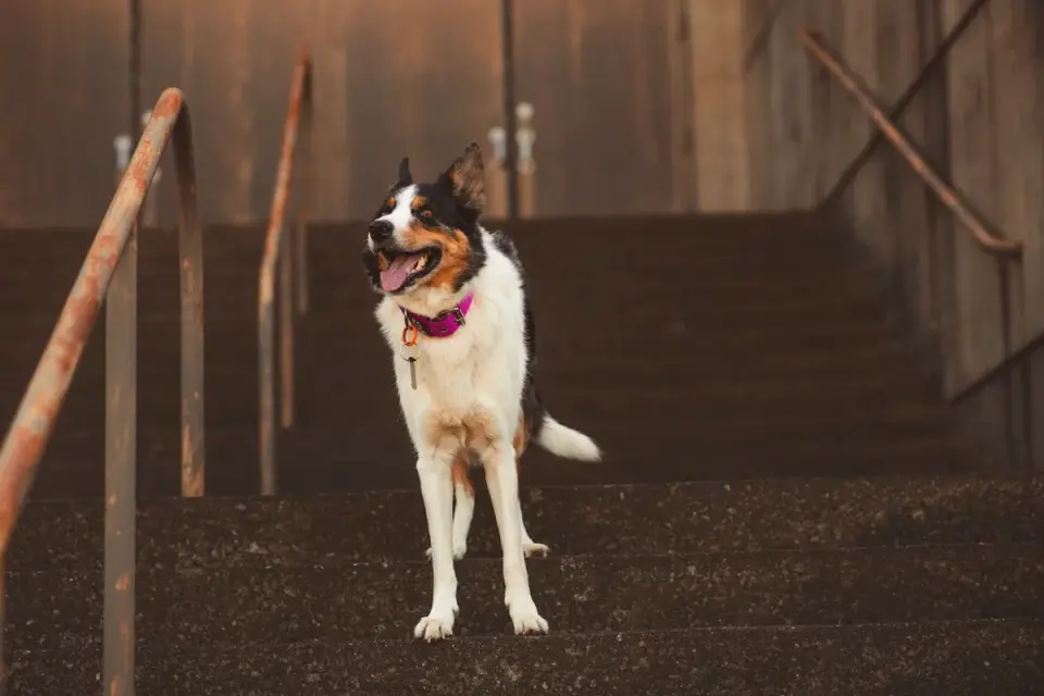 A dog pausing partway down a flight of stairs