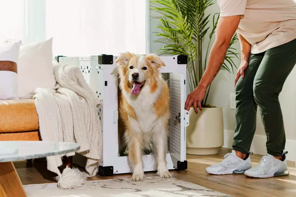 A dog pawing and chewing at the edge of a wire crate door