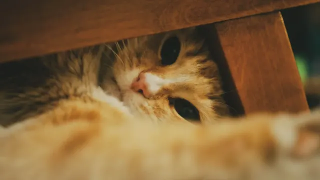 A dog pressed low to the floor beneath a table during a storm