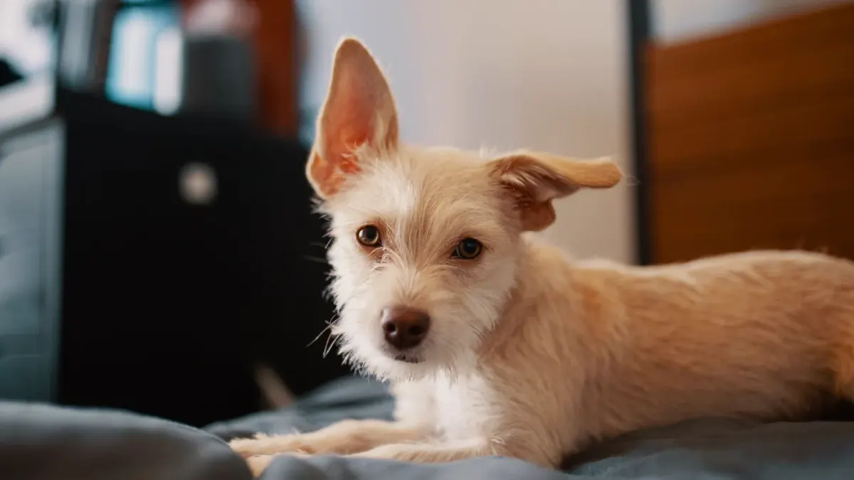 A dog resting quietly indoors