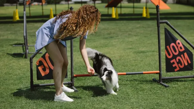 A dog sitting attentively in front of its owner during an outdoor group training session