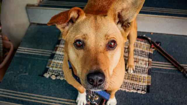 A dog sitting calmly on a kitchen floor while an owner holds a food bowl