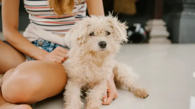 A dog sitting in a living room lifting one paw toward an owner's open hand