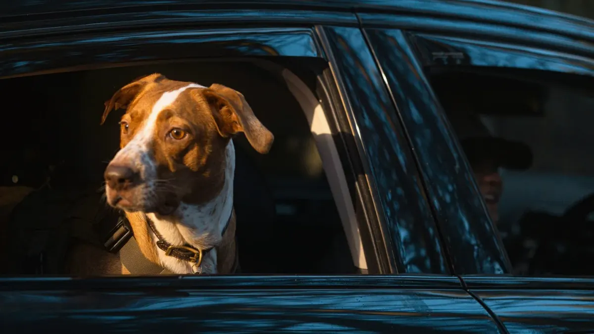 A dog sitting upright in a car back seat, panting and looking out the window