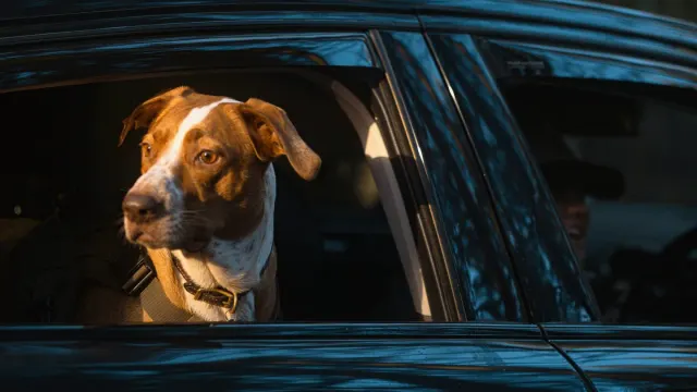 A dog sitting upright in a car back seat, panting and looking out the window