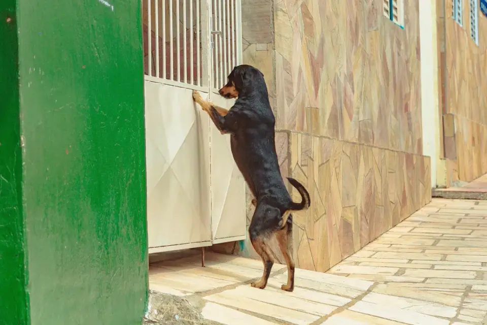 A dog standing alert near a closed front door