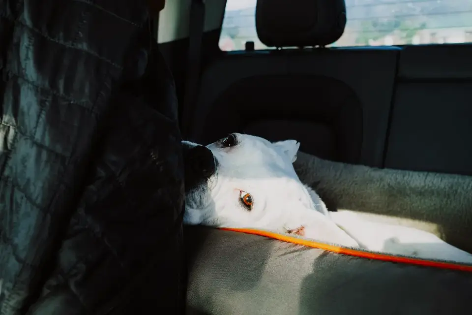A dog standing anxiously on the back seat of a car