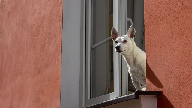 A dog standing at a living room window looking outside while home alone