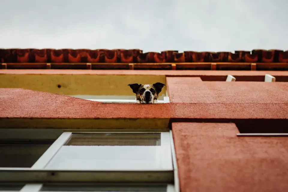 A dog standing rigid near a window with ears pinned back during street noise