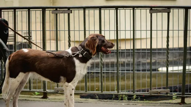 A dog straining forward on a leash while the owner braces against the pull