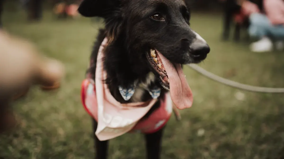 A dog trotting across an open field on a long training line