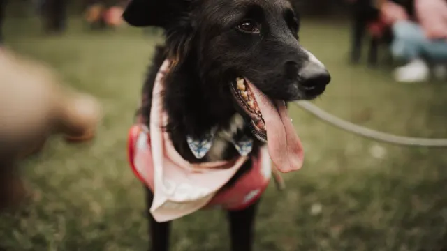 A dog trotting across an open field on a long training line