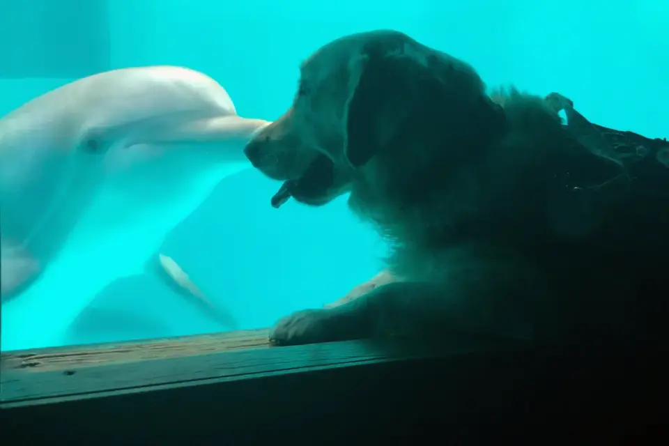 A dog walking on an underwater treadmill during a rehabilitation session